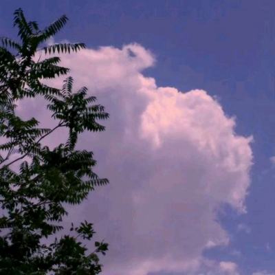 萌宠骑师中文版下载
